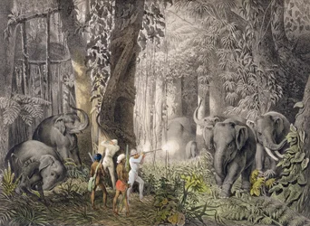 Elephant hunt in the region of Logalla, from Travels of Prince Emanual Andrasy in Eastindian Ceylon, Java, China and Bengal